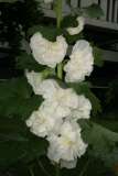 Alcea rosea cultivar RCP7-2012 21 - 'Chater's double white'.JPG